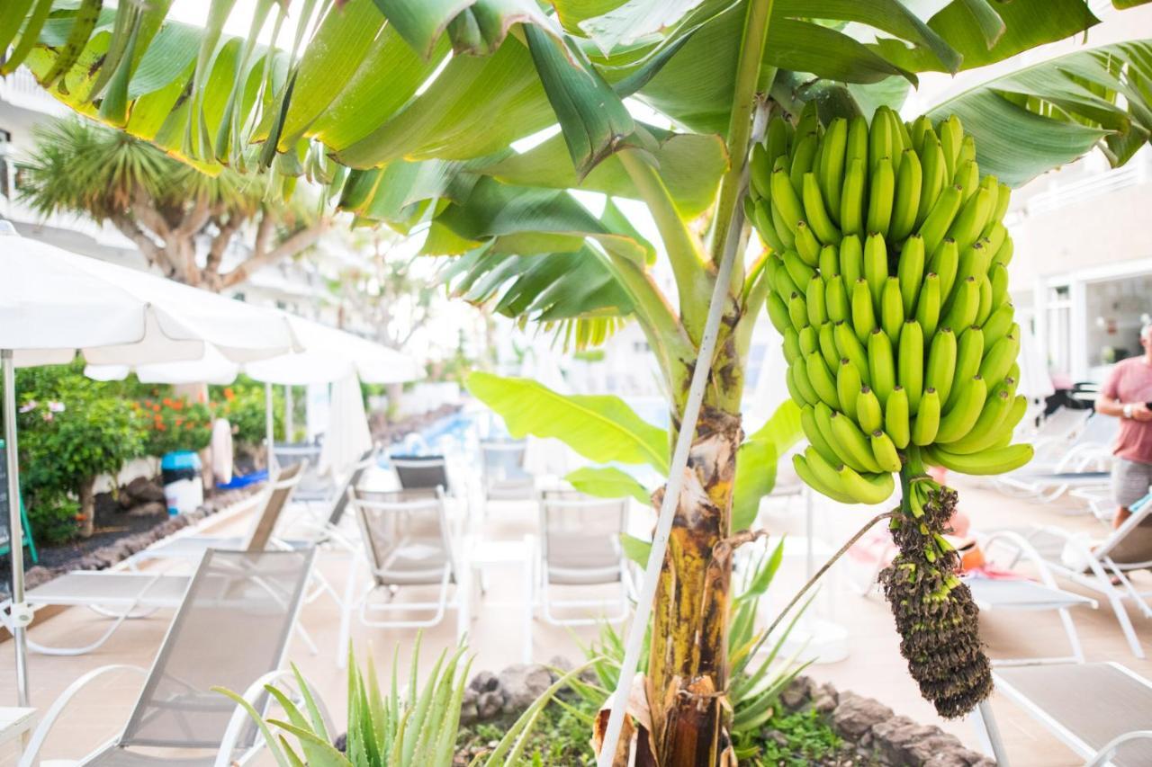 Adults Only Sunny Quiet Apartment In Center Of Las Americas Arona  Exteriér fotografie